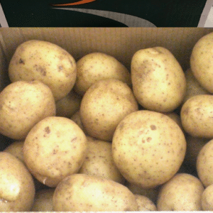 Local Jacket Pots Large (Box of 50)