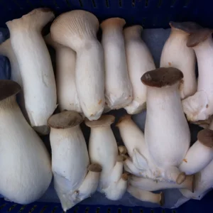King Oyster Mushrooms (2kg Tray)