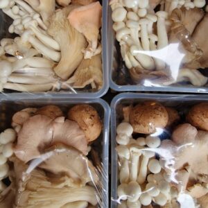 Mixed Wild Mushrooms Box (4 x 250g)
