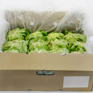 Flat Lettuce (Box of 12)