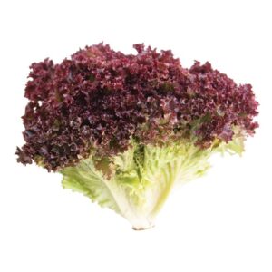 Lollo Rosso (Each)