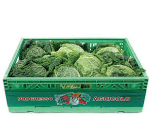 Savoy Cabbage Imported Box (10's)