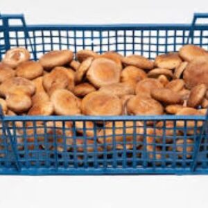 Shitaki Mushrooms (1kg Tray)