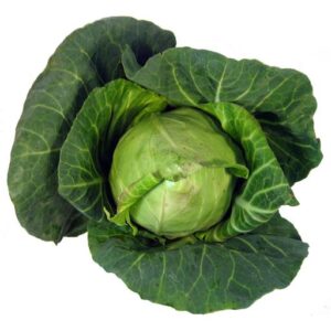 Hispi Cabbage Imported (Each)